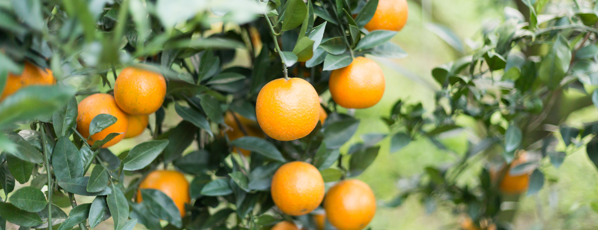 Tips en tricks voor het eten van 30 planten per week ⋆ Gezond aan tafel