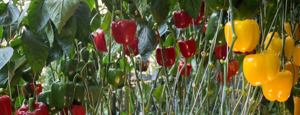 Een gezonde uitdaging: het eten van 30 planten per week ⋆ Gezond aan tafel